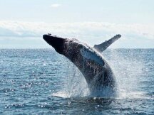 Arbitrum (ARB) 在大规模鲸鱼活动中一周内上涨 20%