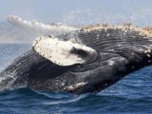 有人捕到一条DeFi巨鲸 该巨鲸五个月积聚净资产2.8亿美元