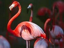 Neo重金打造的Flamingo火烈鸟为何陨落？（DeFi戏剧）