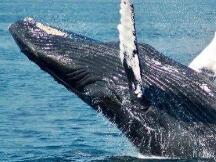 数据：比特币巨鲸的数量创下新高