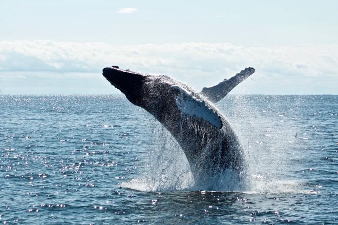 Arbitrum (ARB) 在大规模鲸鱼活动中一周内上涨 20%