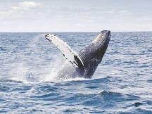 数据分析：“鲸鱼”在这次暴跌中趁机抄底7.7万枚比特币