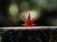 NFT资产市场爆发 , 接棒DeFi开启新航程