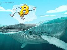 在最近一轮牛市中，比特币鲸鱼的数量达到了历史新高