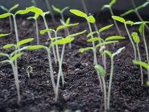 DeFi新玩法 | 专访：测试阶段就入驻1200个项目，Radicle要做通往以太坊的大门