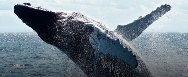 比特币大宗交易爆炸，鲸鱼逢低买入？