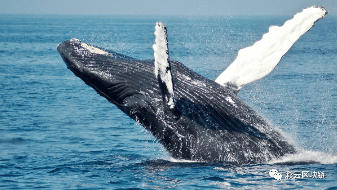 数据：比特币巨鲸的数量创下新高