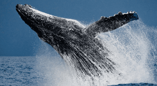 巨鲸主导流动性紧缩，比特币可能达到50000美元