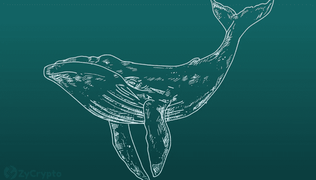 加密货币鲸鱼在 XRP 和 MATIC 上加载，克服市场不确定性