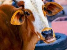 MahaDAO算法稳定币ARTH已上线以太坊主网