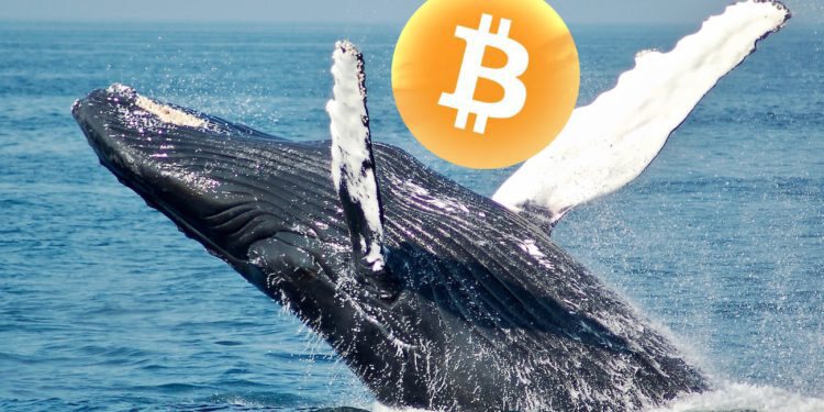 比特币第三大鲸鱼3天内清光132882枚BTC 获利1.06亿美元出场