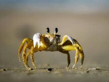 生存指南之教你如何在加密“蟹市”中“横行霸道”