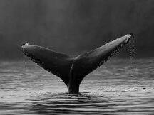 以太坊2.0启动进度条达20.7%，超25%质押资金来自3个巨鲸