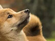 DogeDEX：为狗狗币而生的去中心化交易所