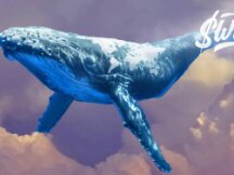 SocialFi会是下个爆发点吗？