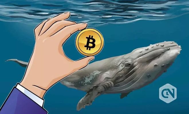 鲸鱼不断变化的兴趣将加密货币推向了不断变化的状态