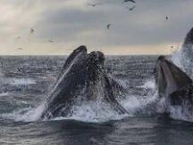 Coindesk：自减半以来，比特币“鲸鱼”数量上升了2％