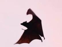 “连续吸血鬼攻击”：AMM战争对积分的兴趣日益浓厚