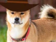 马斯克暗示将改善狗狗币网络交易效率，狗狗币上涨 22%