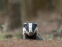 忘掉以太坊，比特币上也有 DeFi