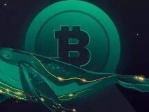 在价格暴跌时，一只比特币鲸鱼购买了价值 1.5 亿美元的加密货币