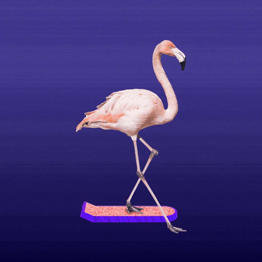 Flamingo:一个NFT的集合体