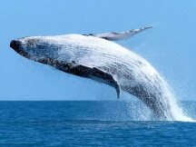 Compound—巨鲸的游戏，散户上钩？