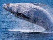 尽管动荡，“比特币鲸鱼”仍在继续积累