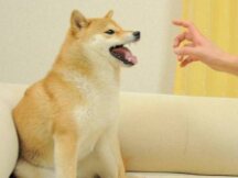 NFT碎片化：拼着买的NFT真的值得投资吗？