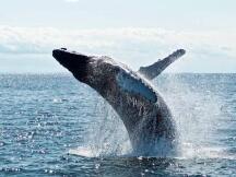 募资63.9万ETH，现象级DeFi项目FEI遭"白嫖鲸鱼"砸盘