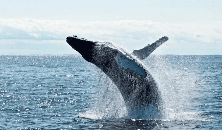 如果鲸鱼占领市场，UniWhales就是鲸鱼低语者