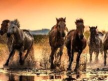 新公链时代：一览主流公链生态