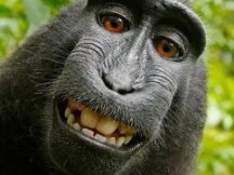 NFT的下一件大事：人工智能？盘点NFT历史上的“跑路”项目