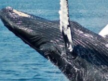 “鲸鱼”助推下 欧洲正迅速成长为新的加密中心