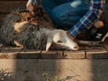 DeFi羊毛党不过是流量之争