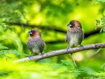 上线近半年，寿司不再是一个投机的复制品