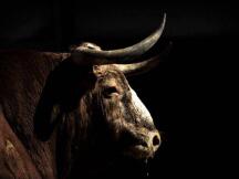 富达、摩根与微策略对比特币的3个看涨消息