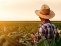 收益耕作农民承担风险或比意识到的更大