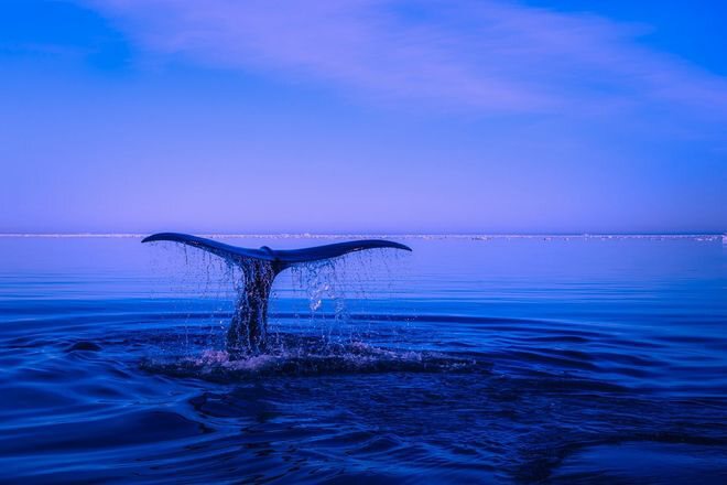 数据显示，比特币鲸鱼在一周内积累了超过 8 亿美元的 BTC