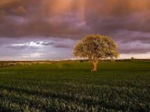 比特币涨上50000美元后，其他币种是否会迎来机会？