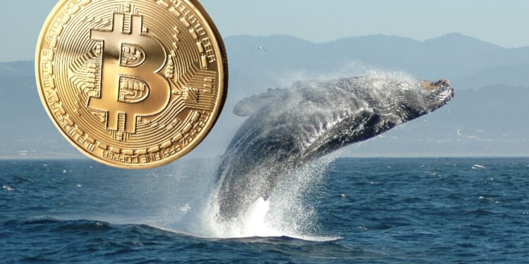 沉睡9年1万枚比特币流向币安、Kraken 巨鲸获利或超1.94亿美元