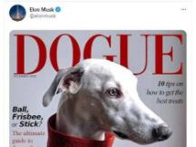 币圈“游戏驿站”狗狗币火箭式冲高 24小时涨幅达1000%！