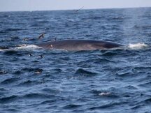 NFT巨鲸出没，谁的赚钱能力最强？