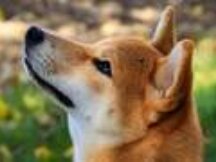 Shiba Inu 首席开发人员暗示 ShibaSwap 2.0 的到来