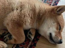 马斯克最新推文推动Shiba Floki代币飙升，FLOKI 24小时内暴涨超过900%