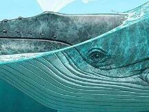 鲸鱼流入交易所的比特币数量激增，比特币将出现大幅修正？