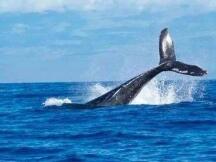 Glassnode：巨鲸增长放缓，比特币链上指标和价格现强力支撑