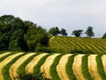 以太坊：收益率的最后堡垒