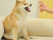 成了碎片的NFT你还买吗？