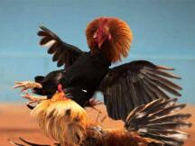 新鲜资本进入加密领域，比特币与Ethereum之争升级